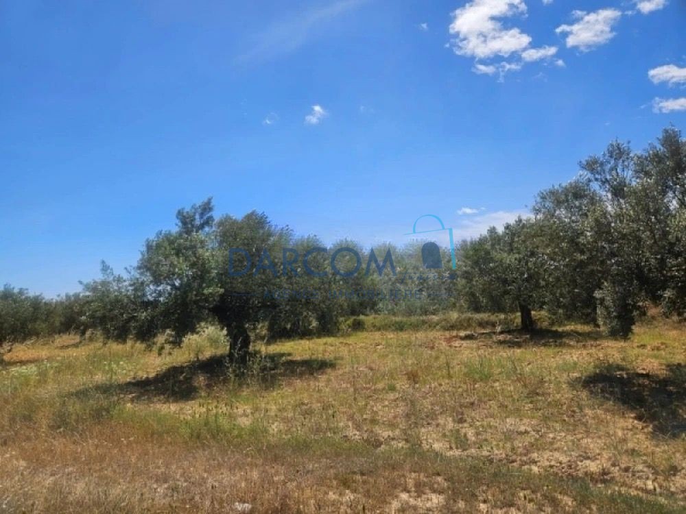 à vendre Senia 20 Hectar à 14 km de Sbeitla direction Sbiba